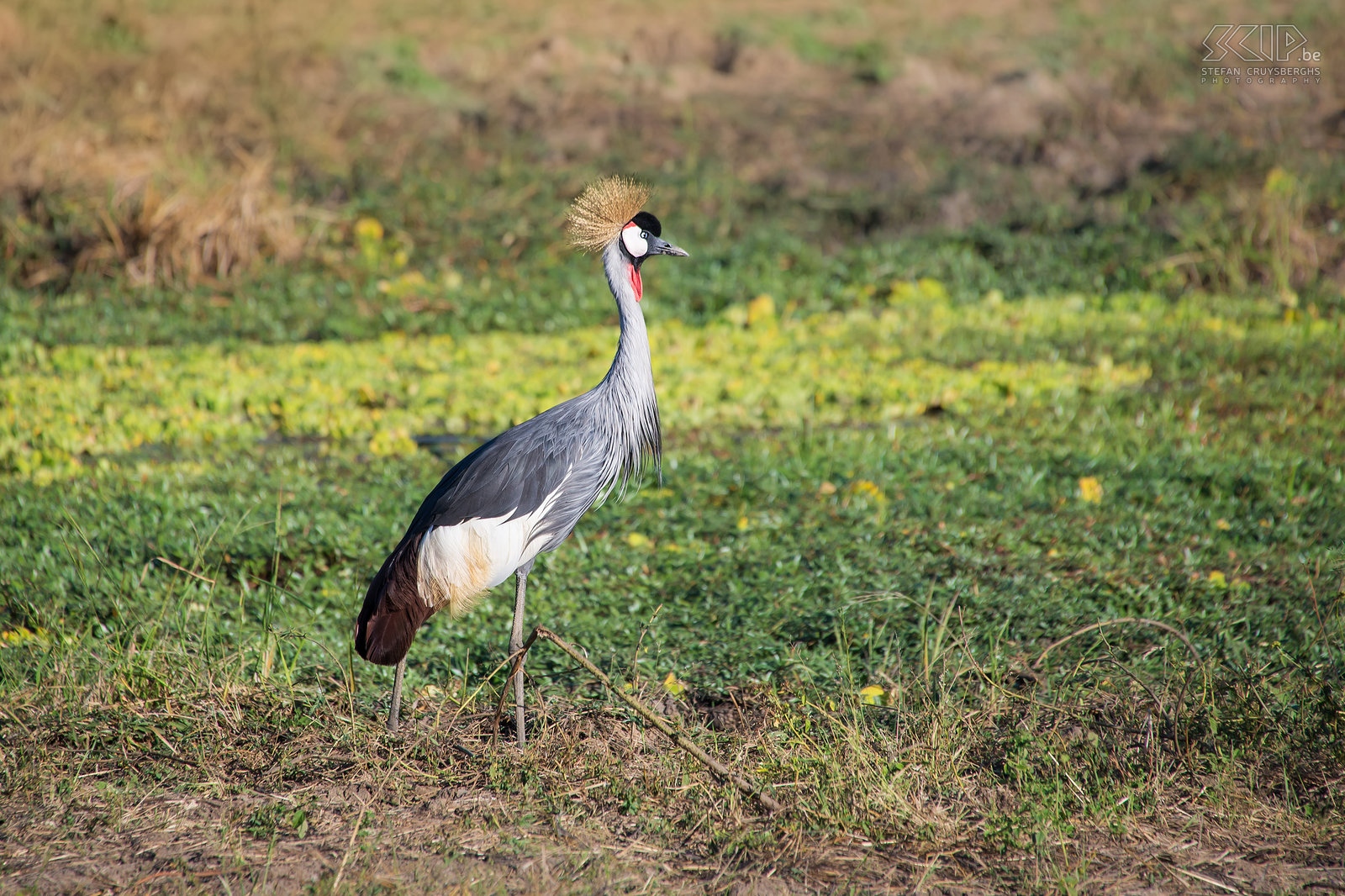 South Luangwa - Grijze kroonkraanvogel (Grey crowned crane, Balearica regulorum) Stefan Cruysberghs